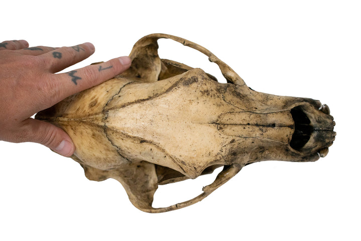 Decrepit Black Bear Skull