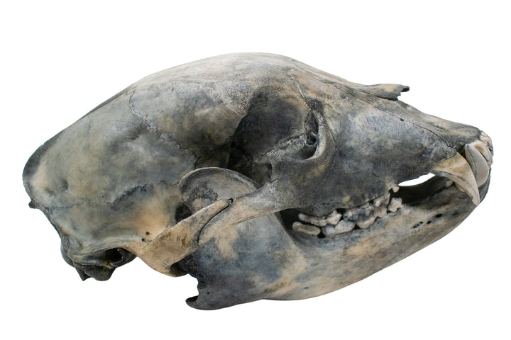 Blackened Black Bear Skull