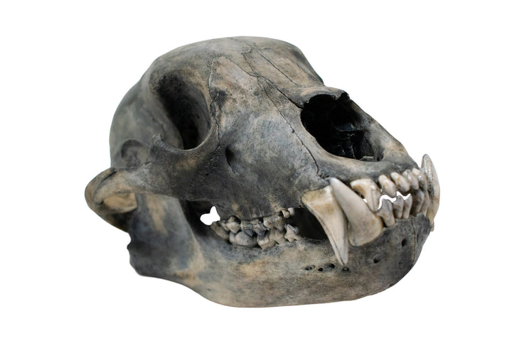 Blackened Black Bear Skull