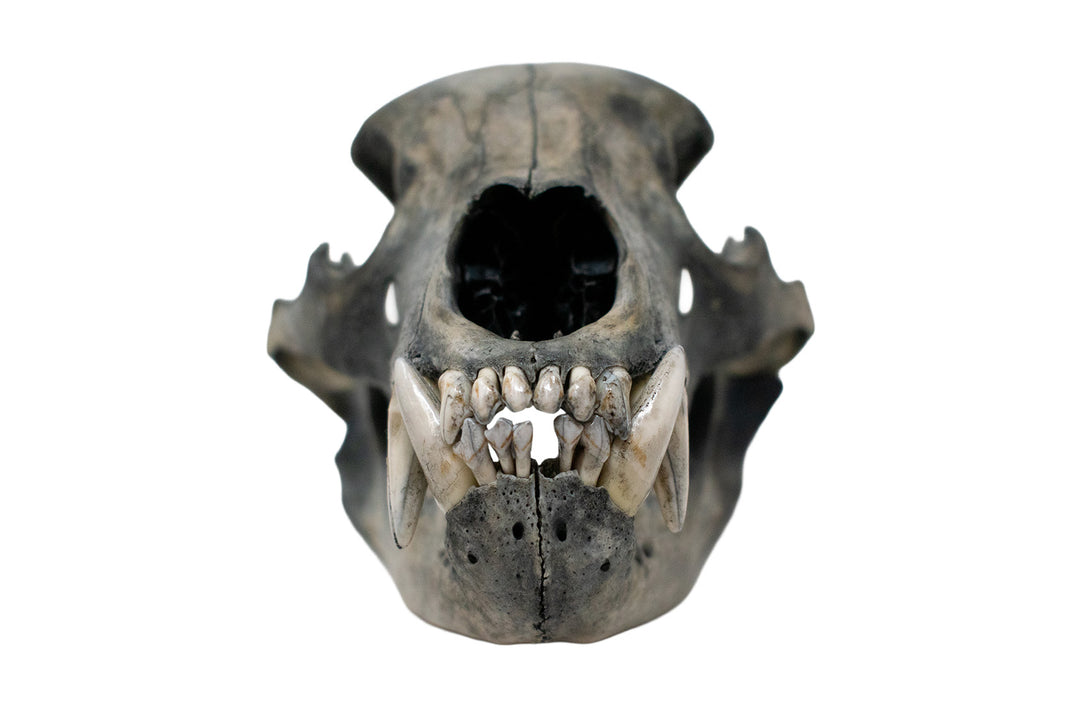 Blackened Black Bear Skull