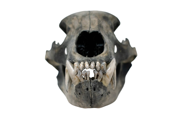 Blackened Black Bear Skull