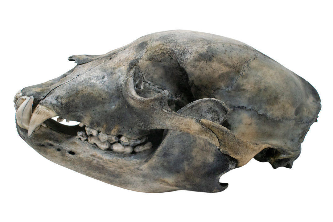 Blackened Black Bear Skull