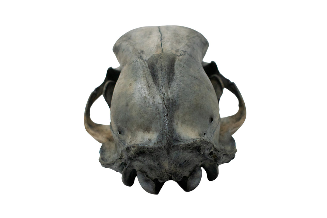 Blackened Black Bear Skull