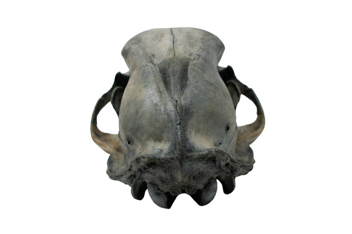 Blackened Black Bear Skull