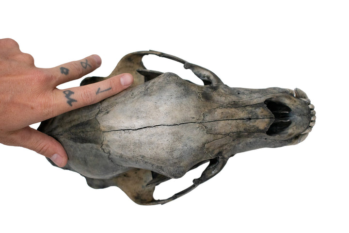 Blackened Black Bear Skull