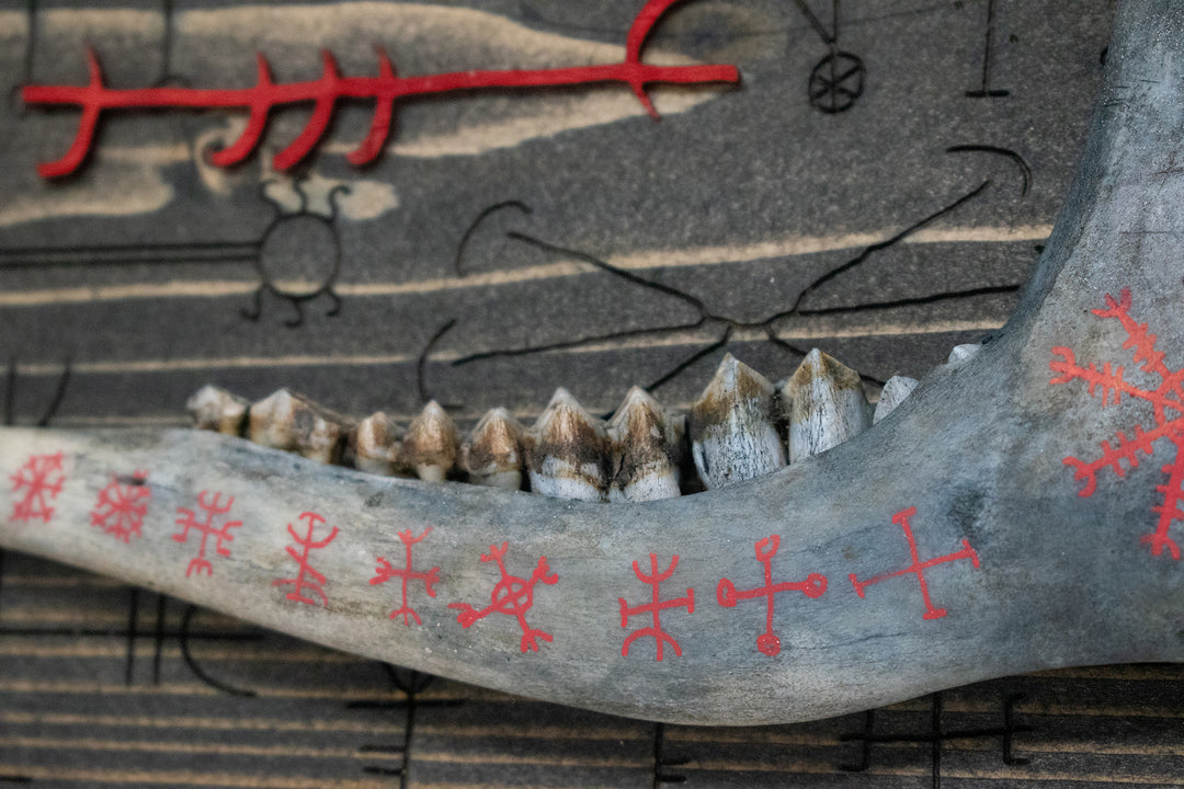 Blackened Deer Jawbone and Icelandic Magical Stave Wall Hanger