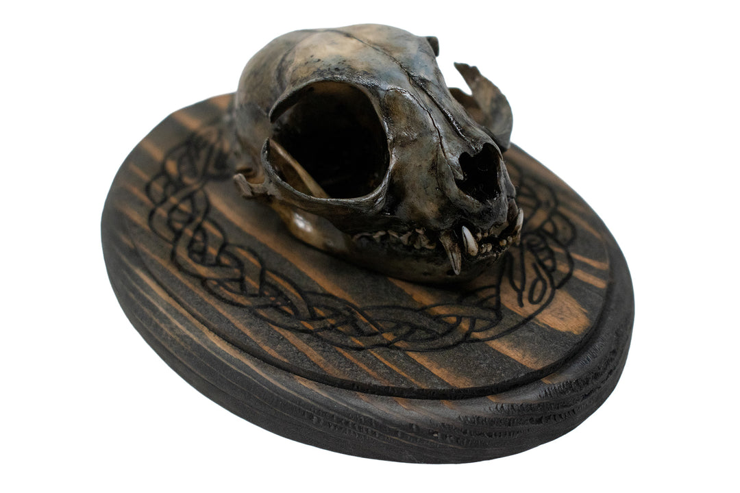 Blackened Bobcat Skull Wall Hanger with Jormungandr Knotwork