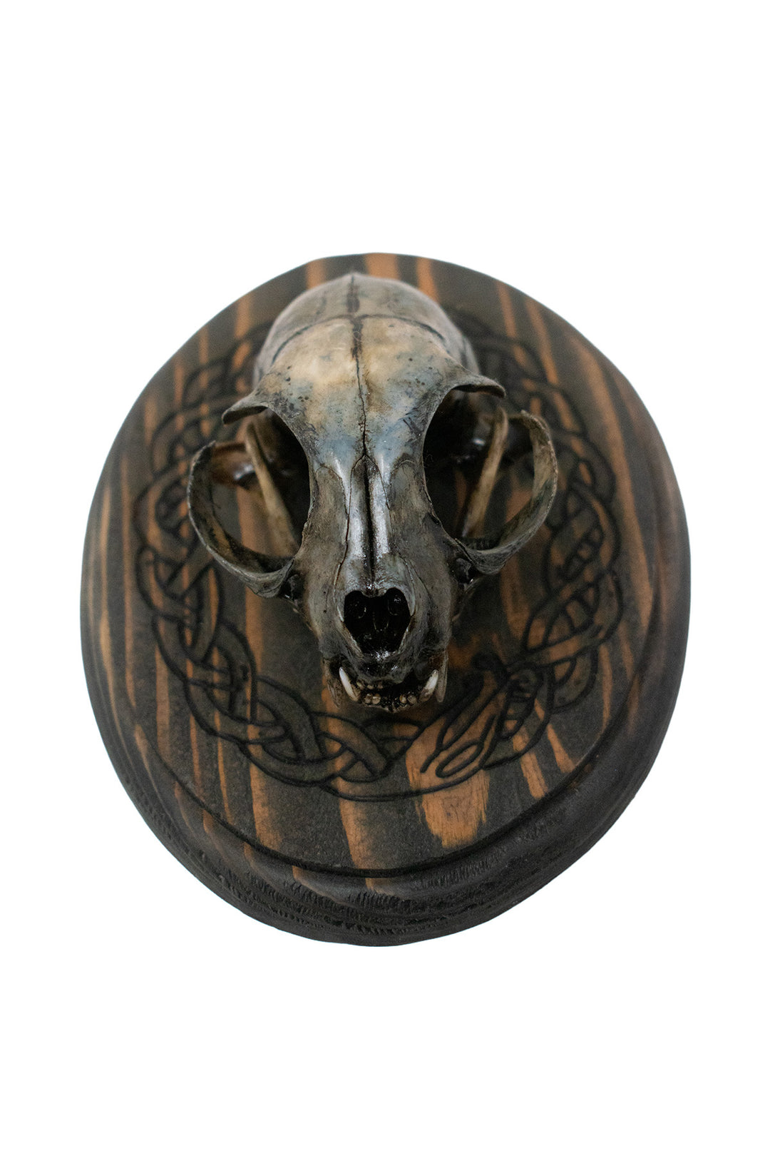 Blackened Bobcat Skull Wall Hanger with Jormungandr Knotwork