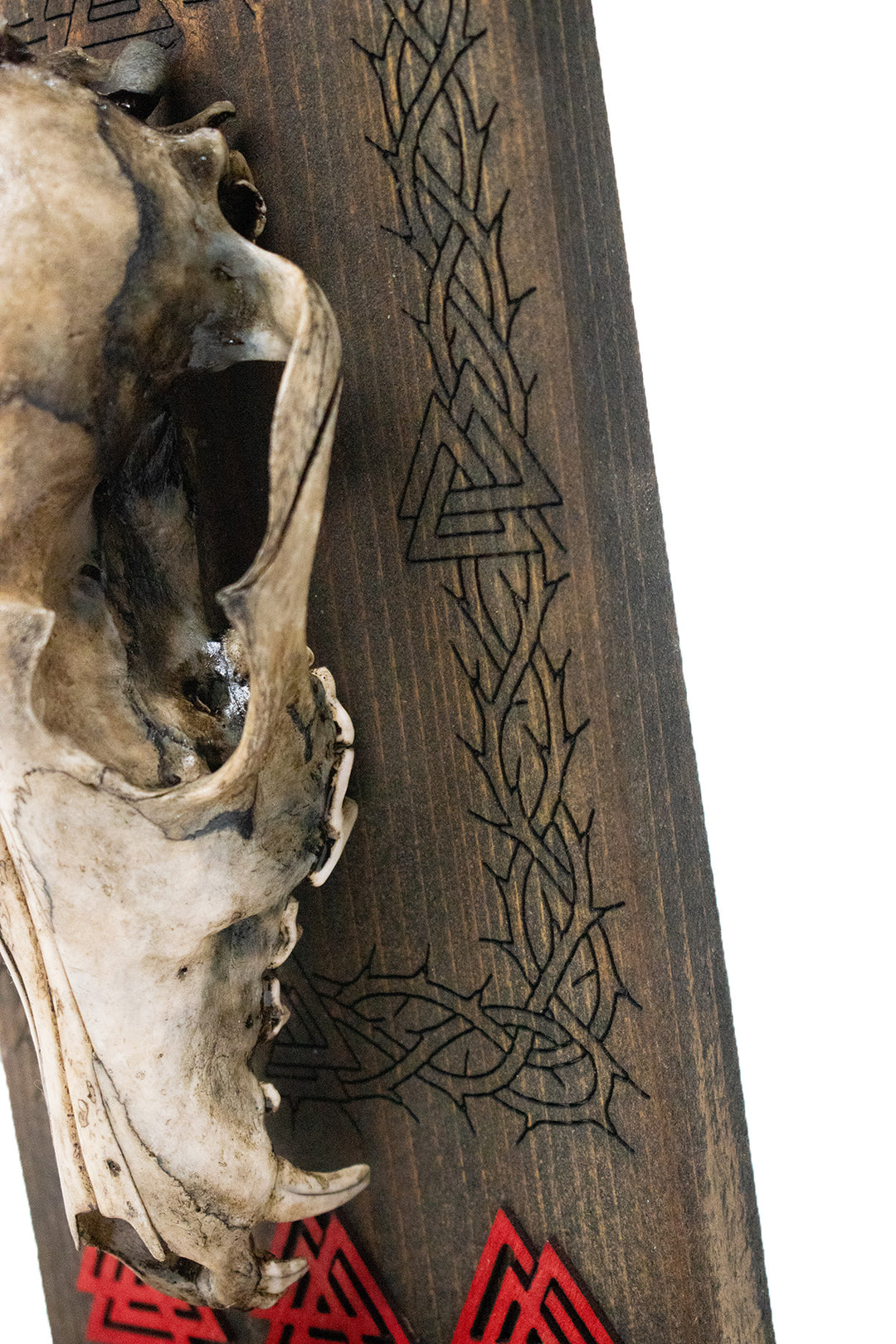 Decrepit Coyote Skull Valknut Altar