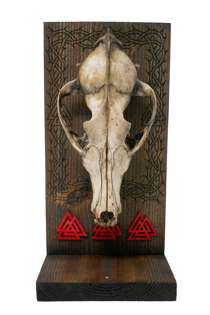 Decrepit Coyote Skull Valknut Altar
