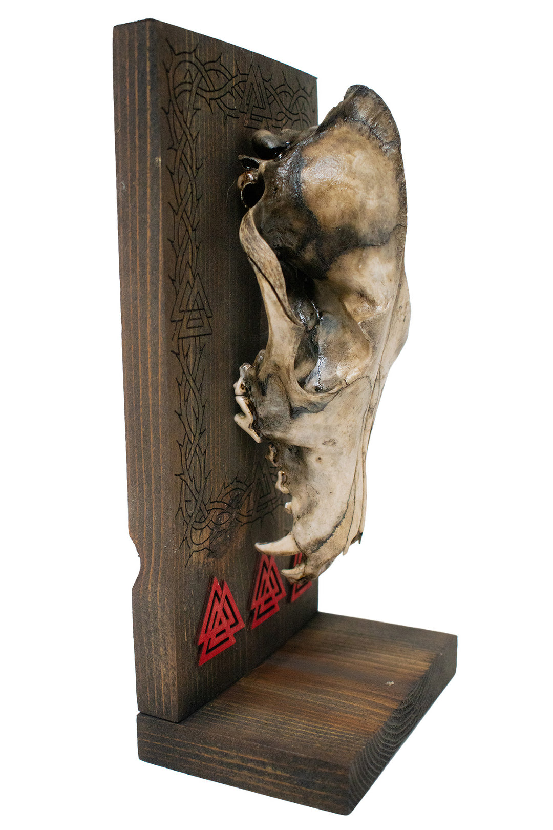 Decrepit Coyote Skull Valknut Altar