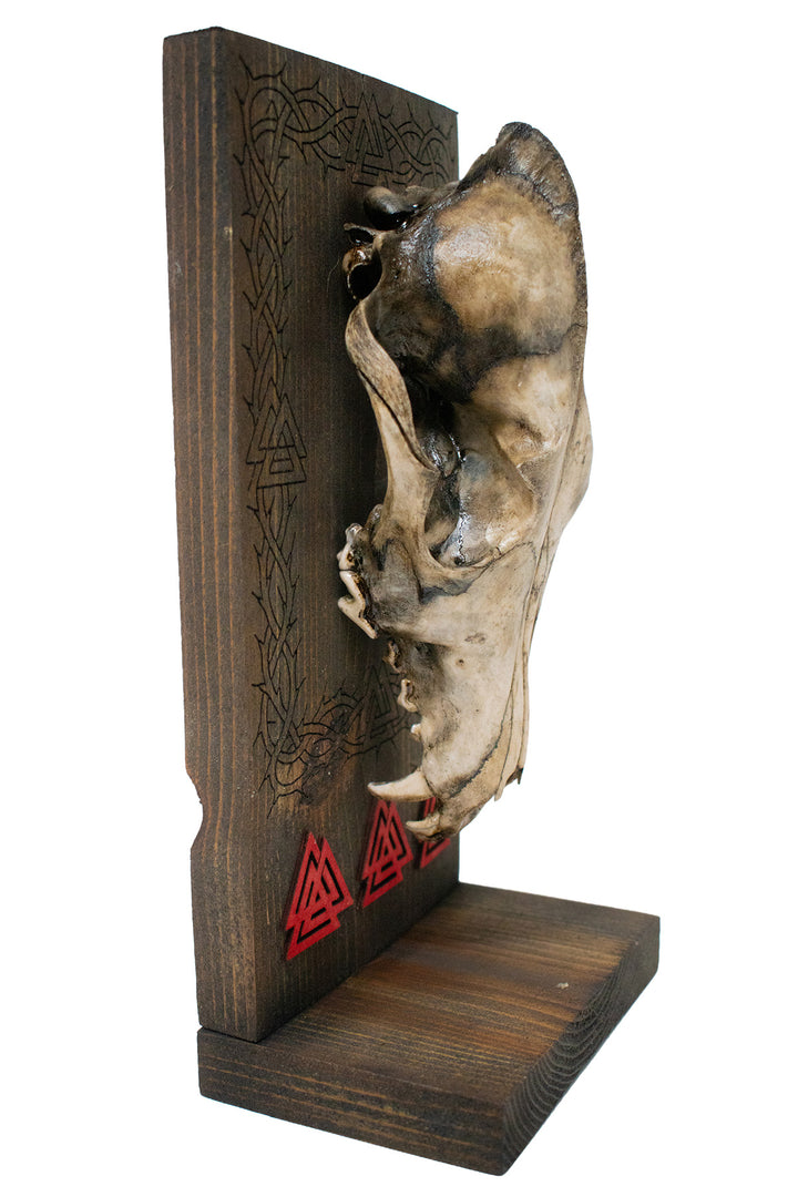 Decrepit Coyote Skull Valknut Altar