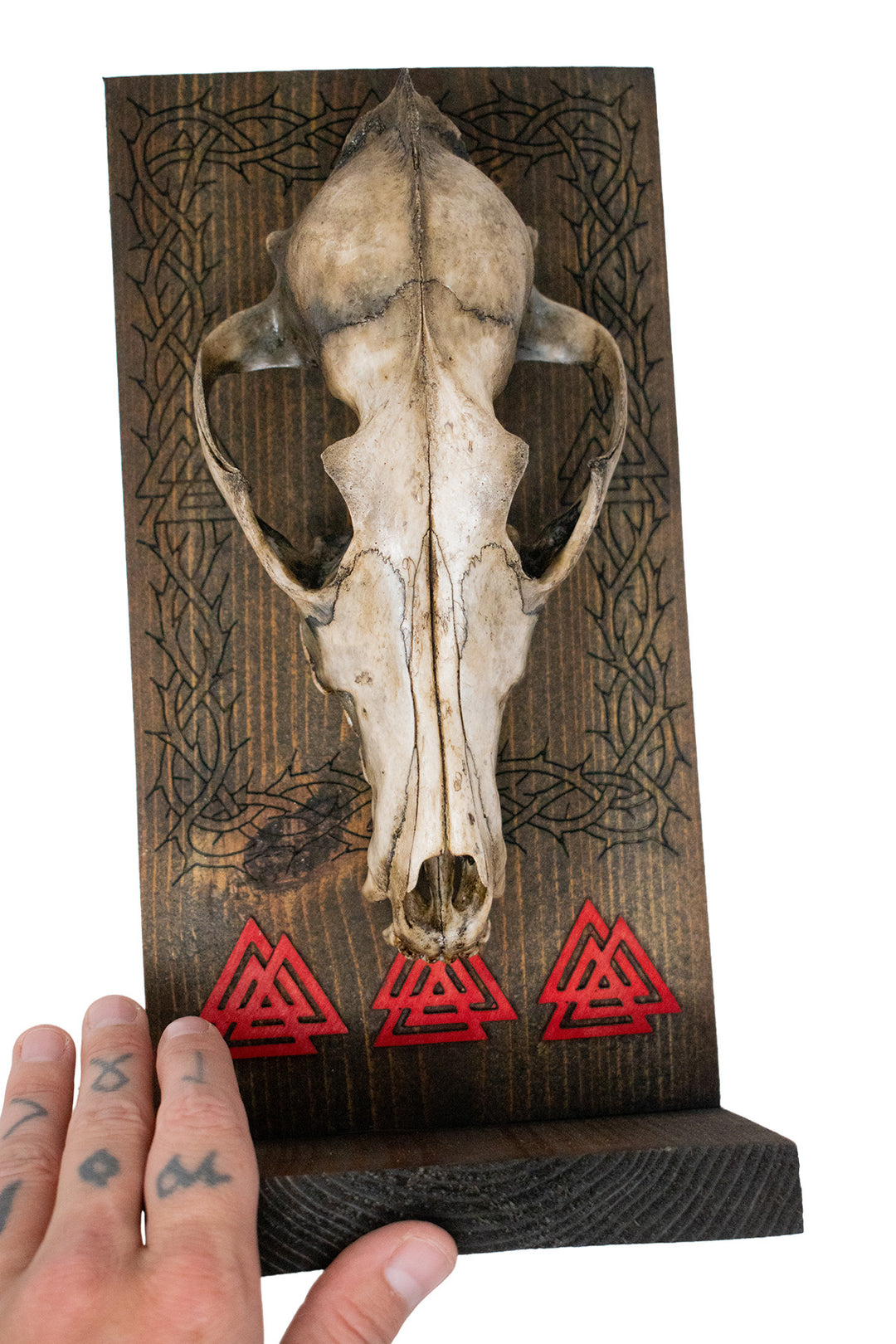 Decrepit Coyote Skull Valknut Altar