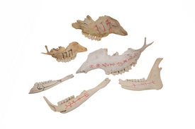 Mystery Icelandic Stave Bone Talisman