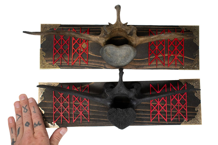 Cow Vertebra Web of Wyrd Wall Hanger