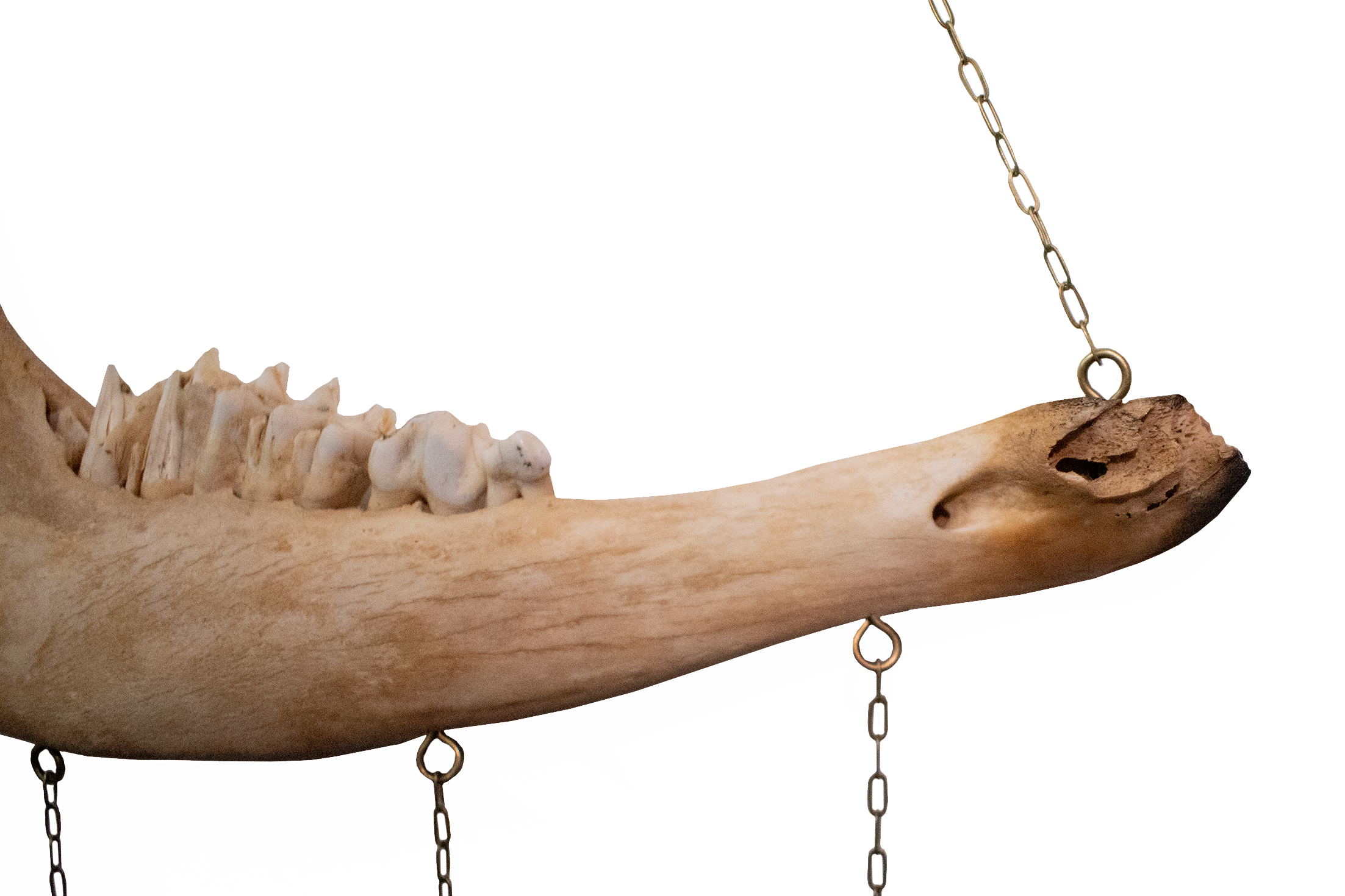 Deer Jawbone Wind Chime with Helm of Awe & Elk Vertebra