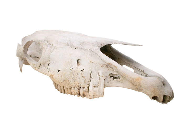 decrepit horse skull