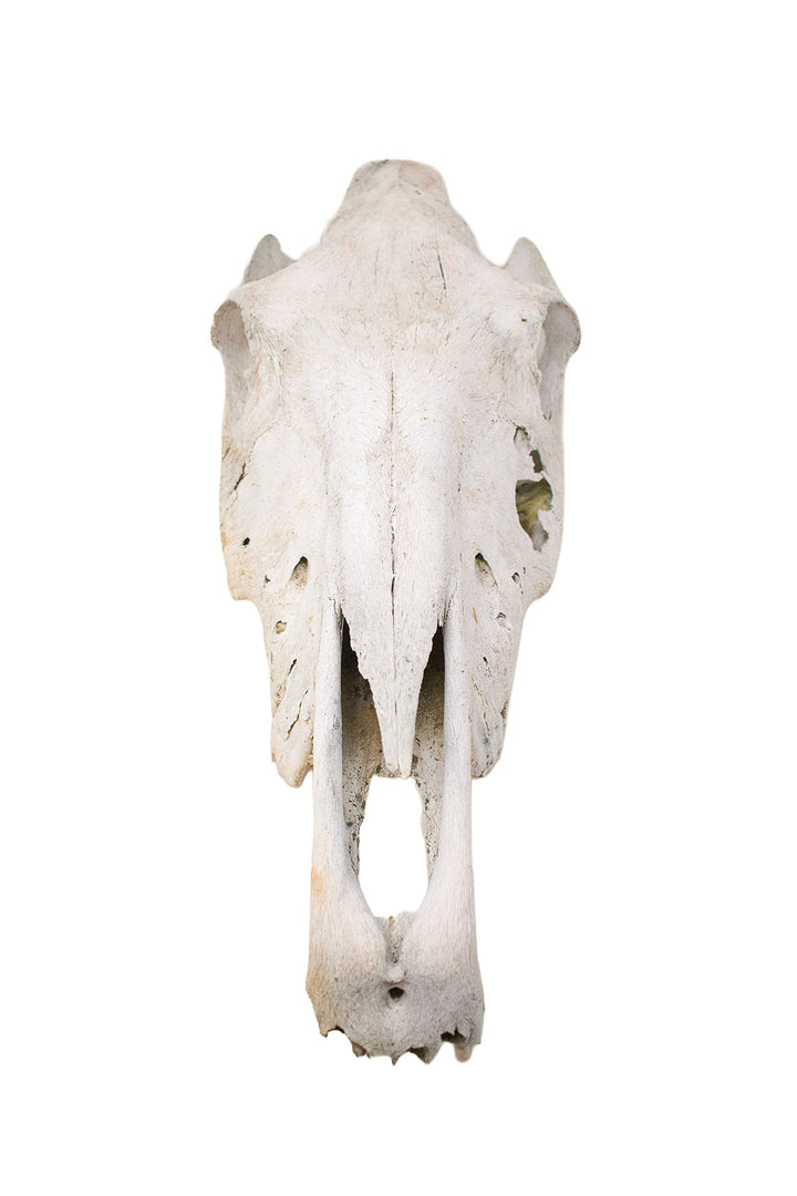 decrepit horse skull