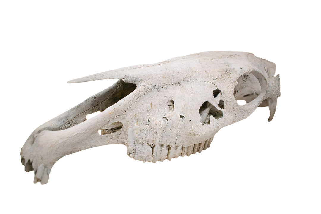 decrepit horse skull