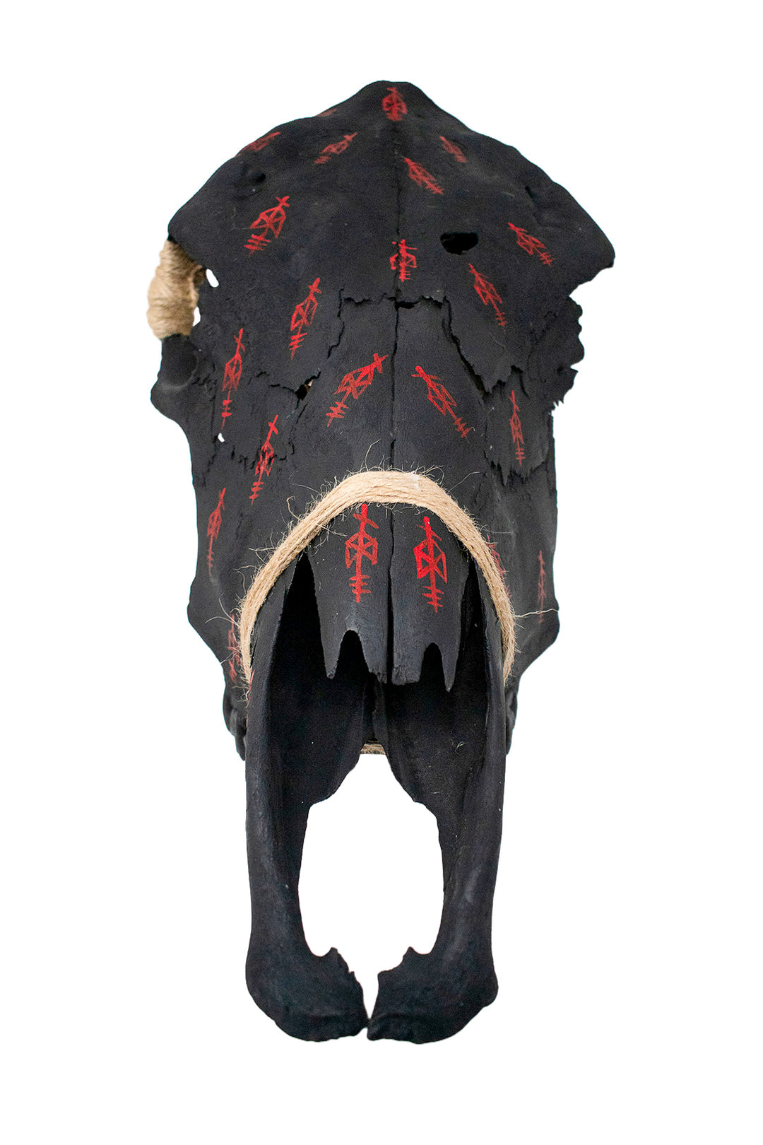 Blackened Cow Skull with Odin Bindrunes