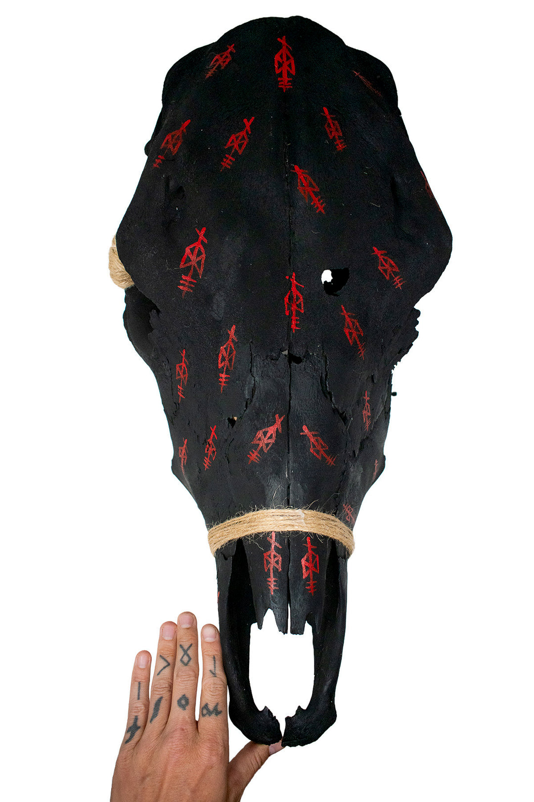 Blackened Cow Skull with Odin Bindrunes