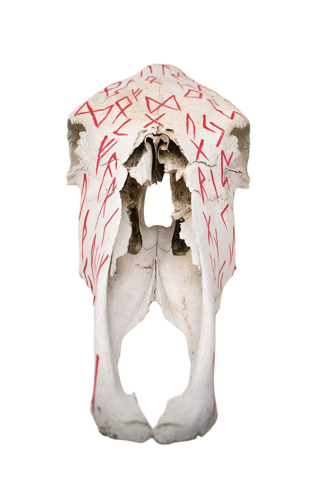Elder Futhark Cow Skull - red runes