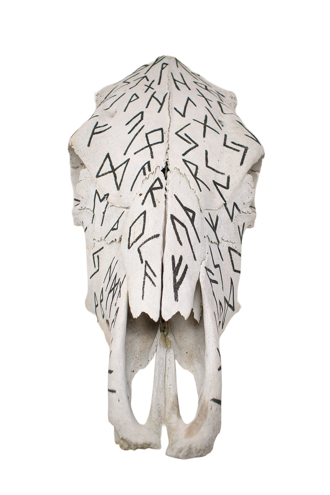 Elder Futhark Cow Skull - black runes