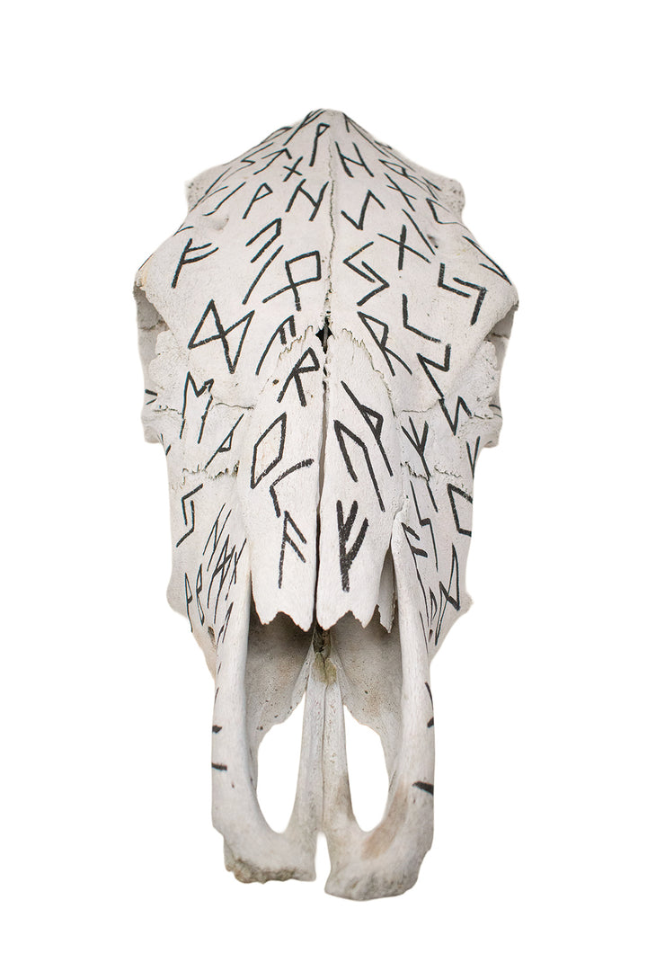 Elder Futhark Cow Skull - black runes