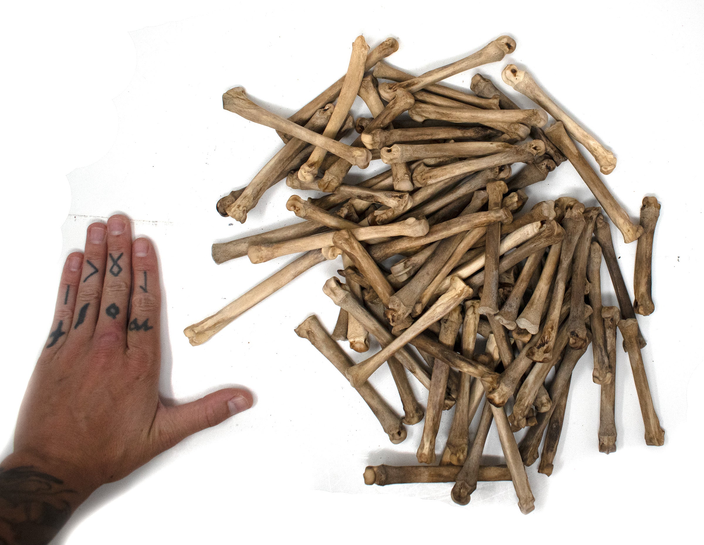 gray wolf foot bone (metacarpal)