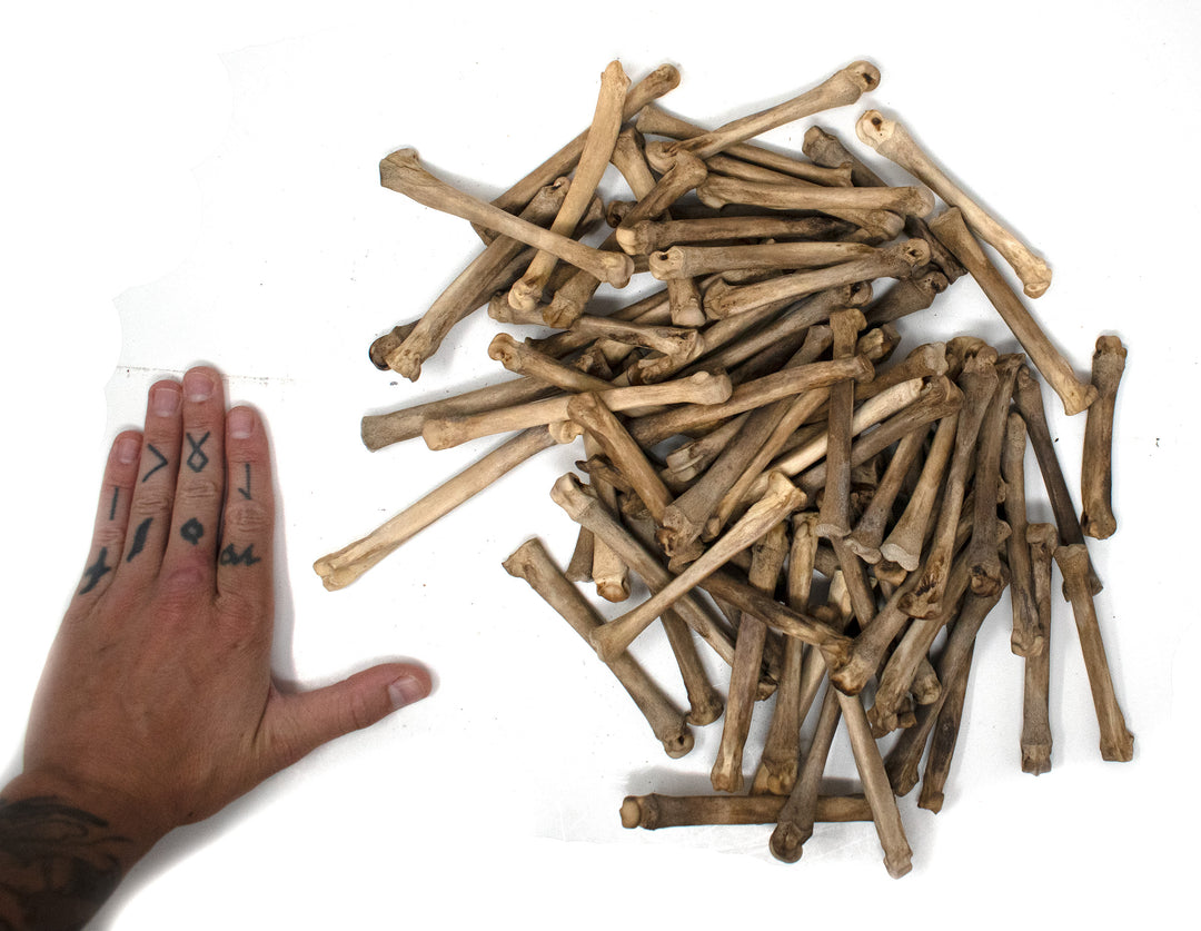 gray wolf foot bone (metacarpal)