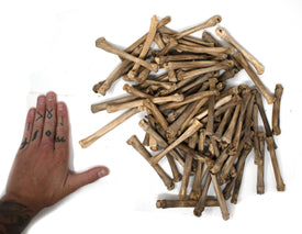 gray wolf foot bone (metacarpal)