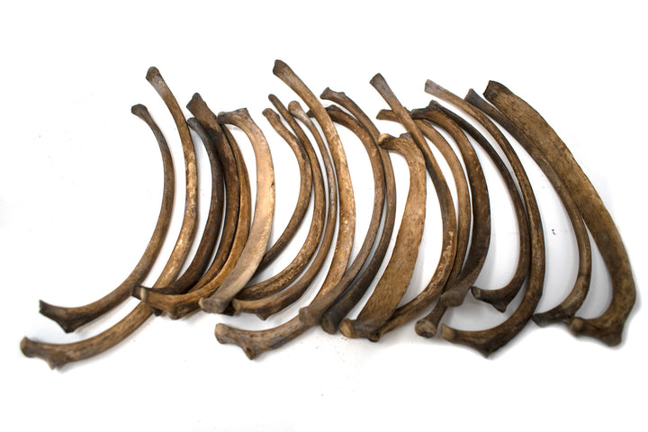 large gray wolf rib bone