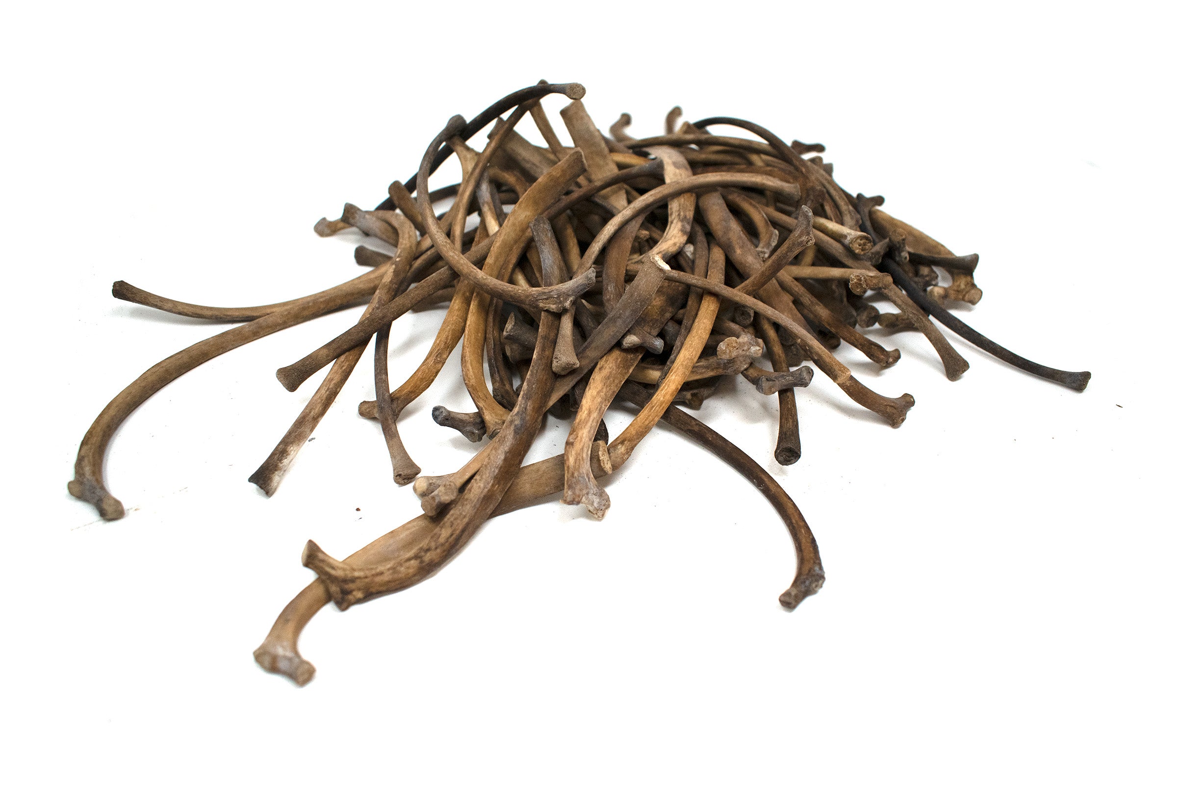 large gray wolf rib bone