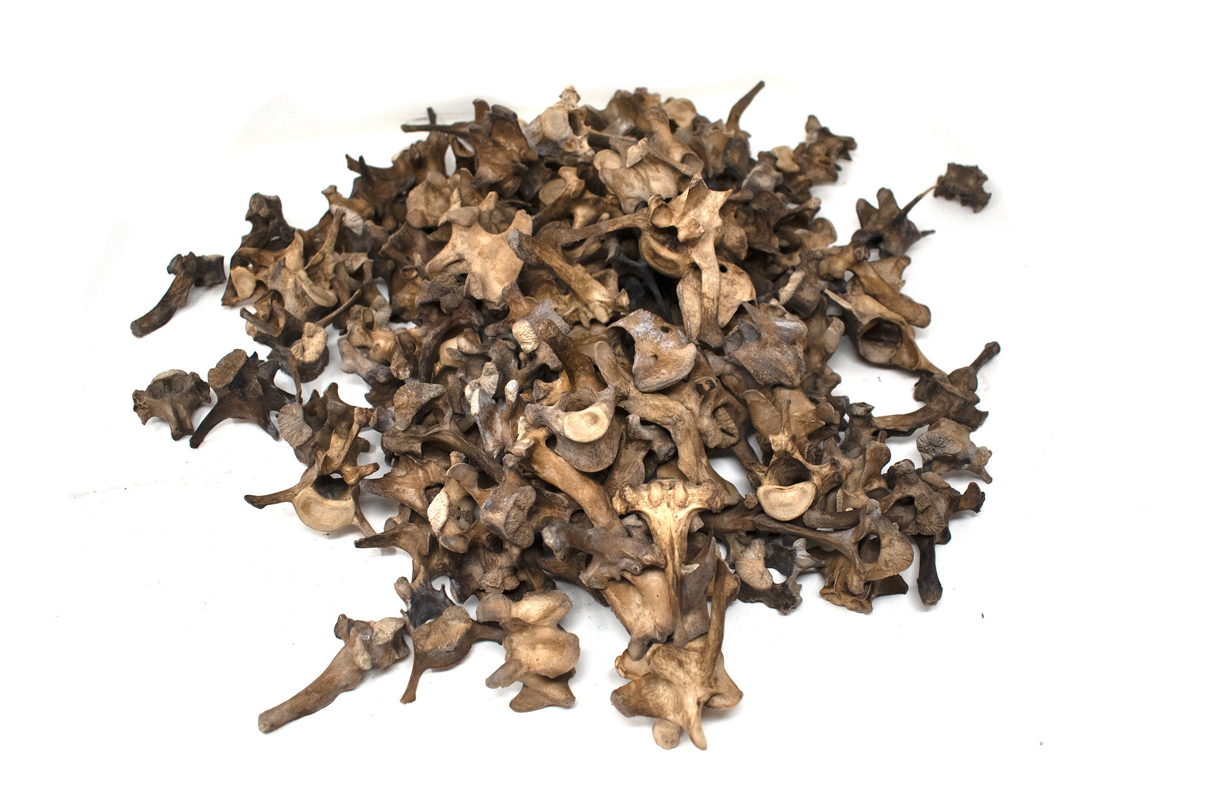 gray wolf vertebra  – Ritual Talisman for Norse Pagan Practice