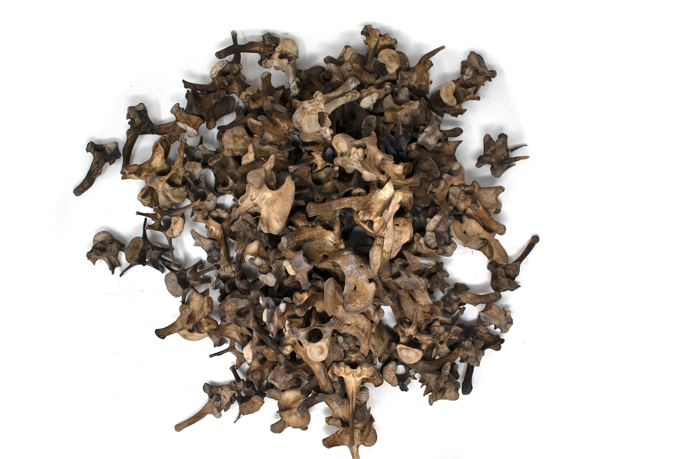 gray wolf vertebra  – Ritual Talisman for Norse Pagan Practice