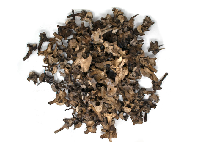 gray wolf vertebra  – Ritual Talisman for Norse Pagan Practice