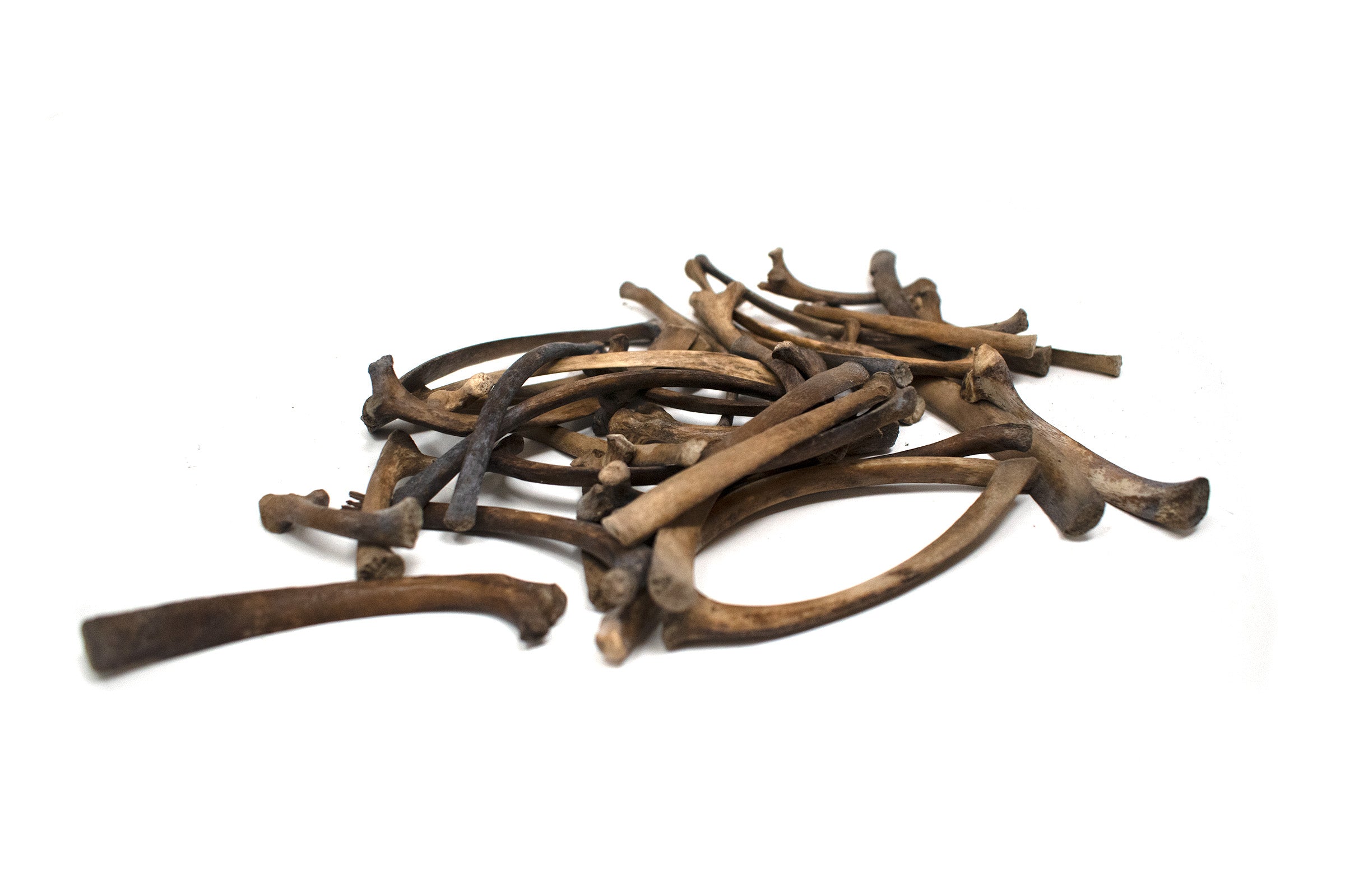 small gray wolf rib bone