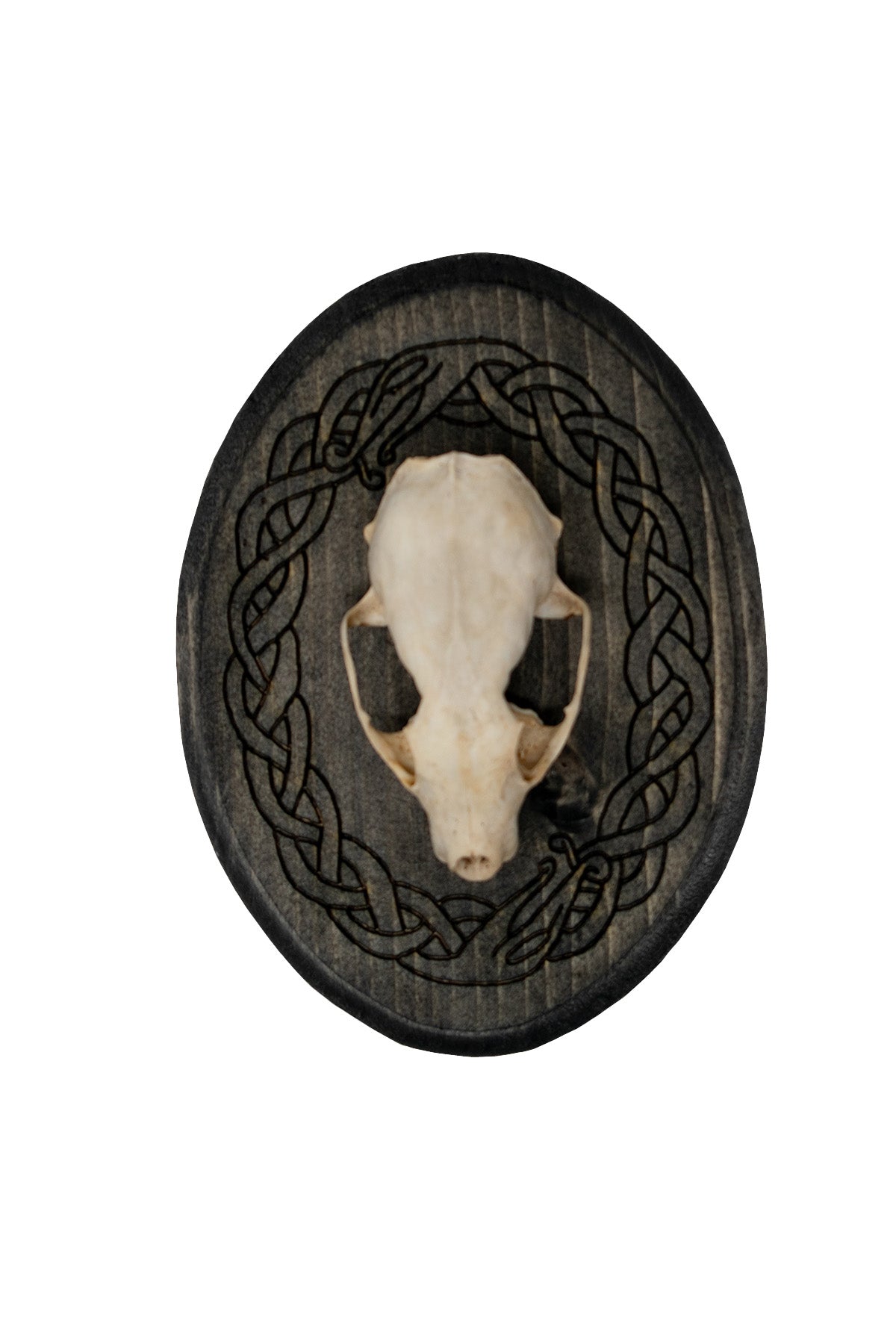 Marten Skull Wall Hanger with Norse Serpent Knotwork