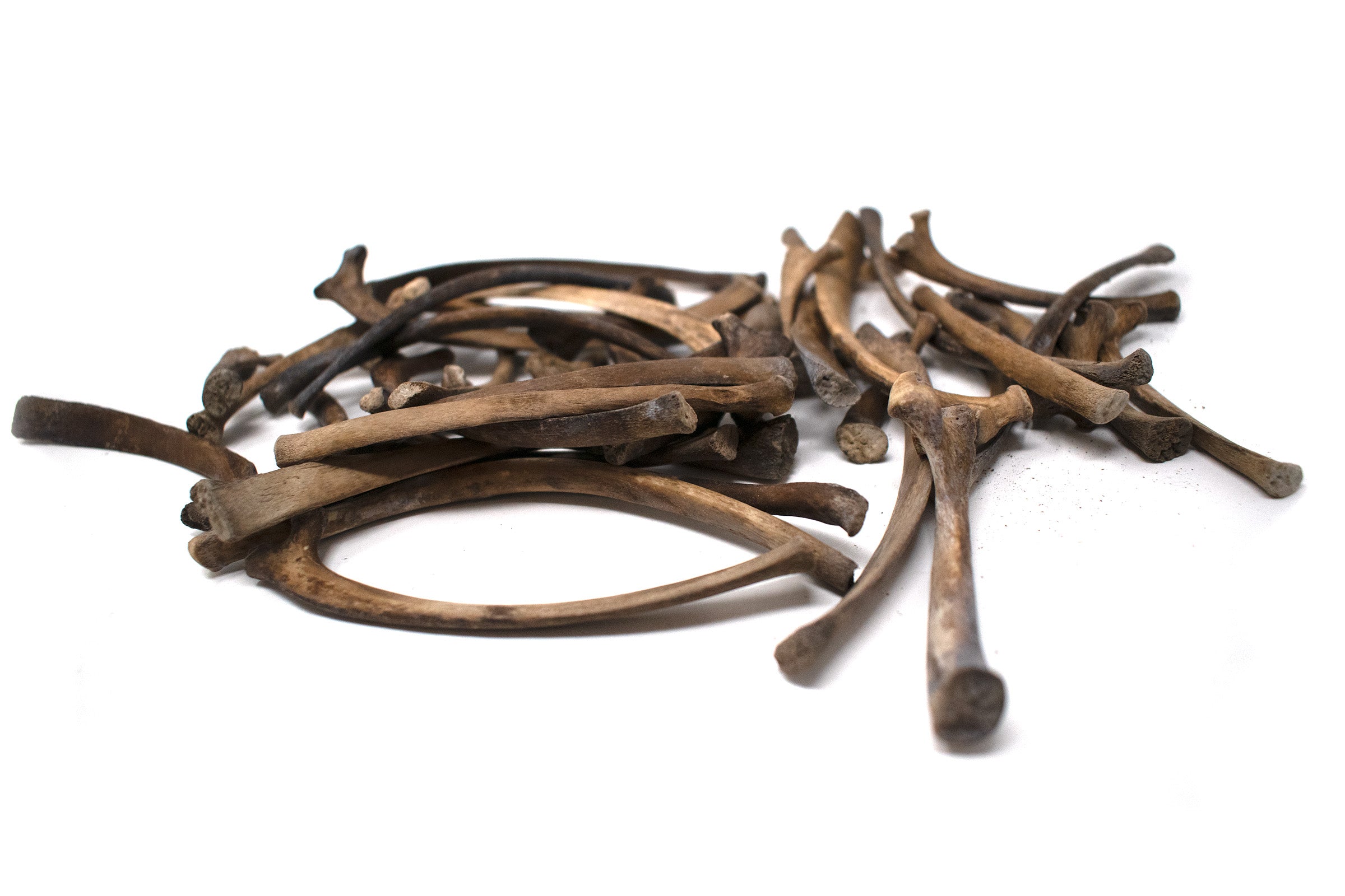 small gray wolf rib bone