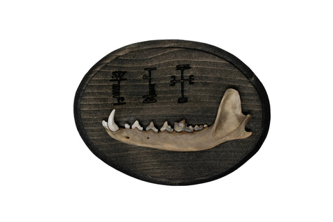 Image of Coyote Jawbone Wall Hanger with Icelandic Protective Staves