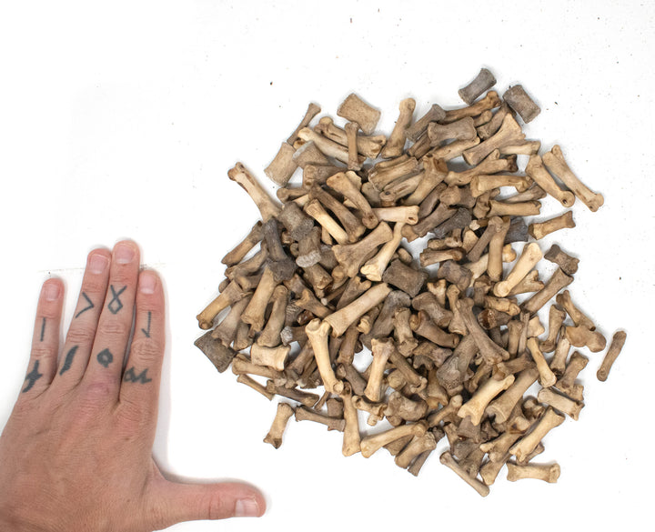 gray wolf toe and tail bones