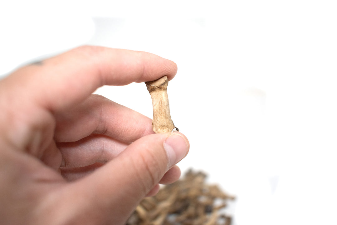 gray wolf toe and tail bones