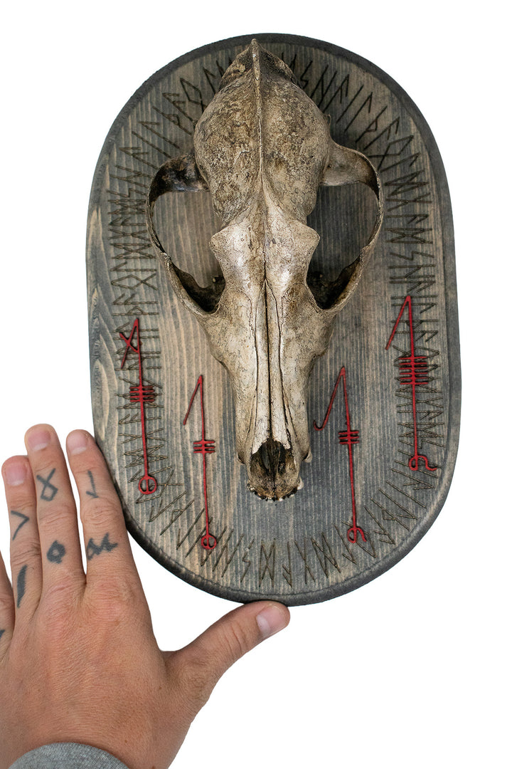 Coyote Skull Svefnþorn Wall Hanger