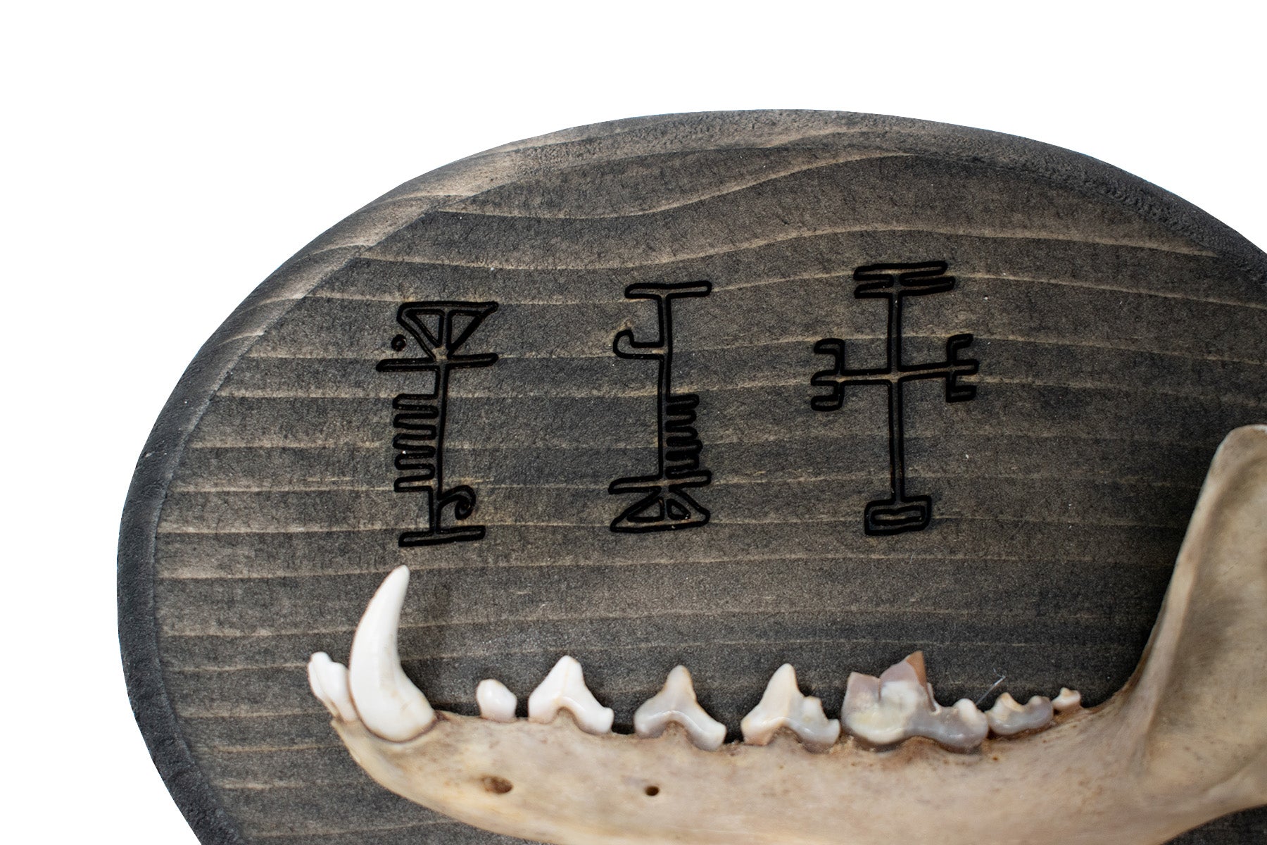 Coyote Jawbone Wall Hanger with Icelandic Protective Staves