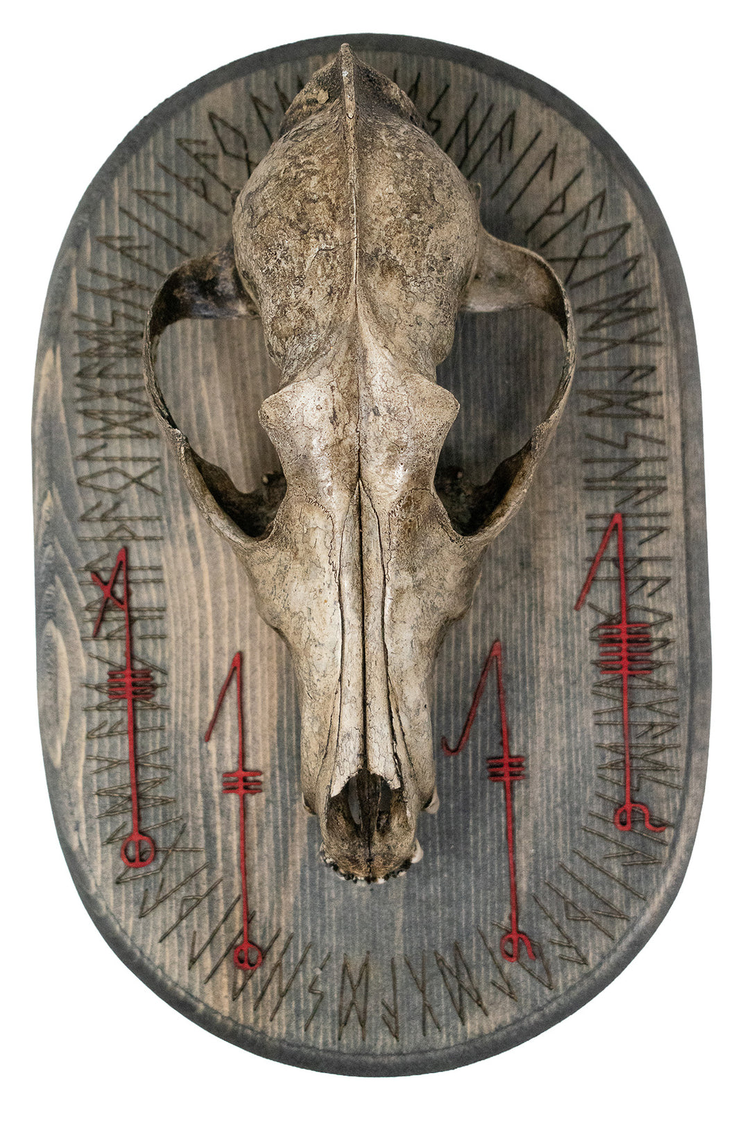 Coyote Skull Svefnþorn Wall Hanger