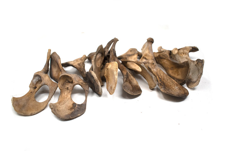 gray wolf hip bone