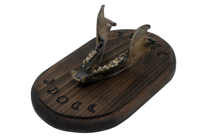 Raccoon Jawbone Moon Phase Wall Hanger