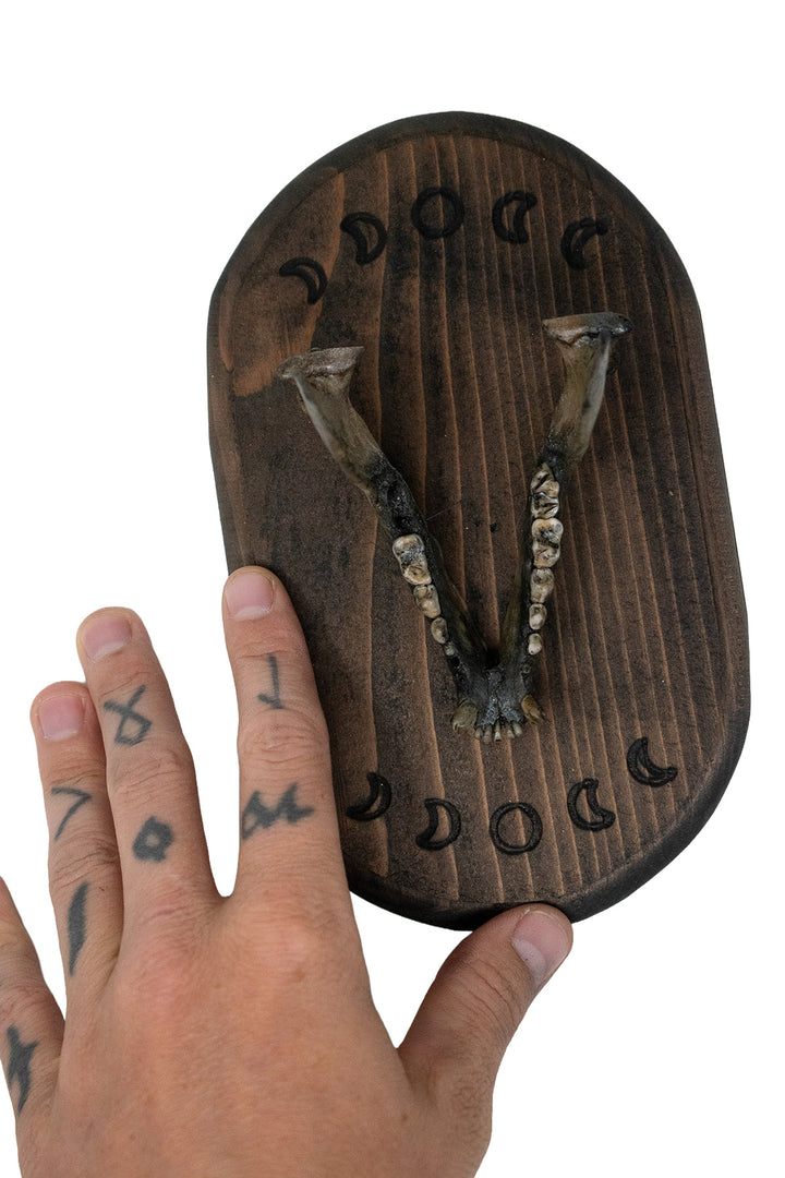 Raccoon Jawbone Moon Phase Wall Hanger