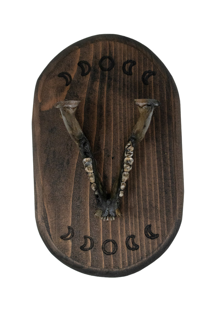 Raccoon Jawbone Moon Phase Wall Hanger
