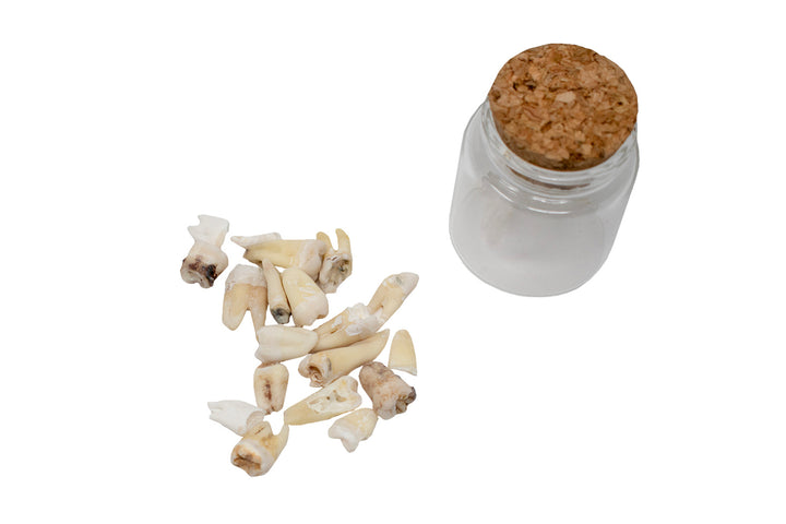 jar of human teeth